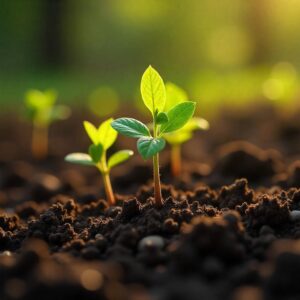 plante qui pousse